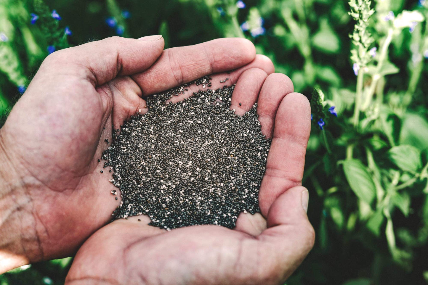 Heartland Chia, Usa Grown Whole Raw Black Chia Seeds, 12 Oz | Sustainable, Non-Gmo, Farm-Direct