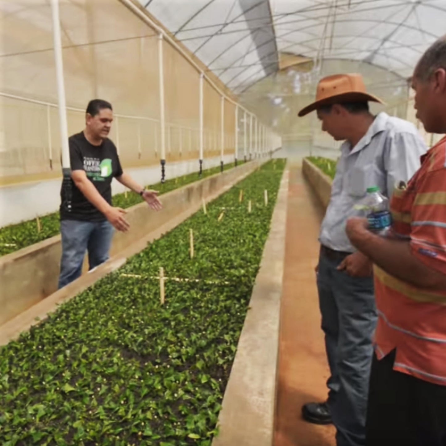 Cafe Crema Medium Roast Ground Coffee From Puerto Rico, 8 Ounce (Pack Of 4)