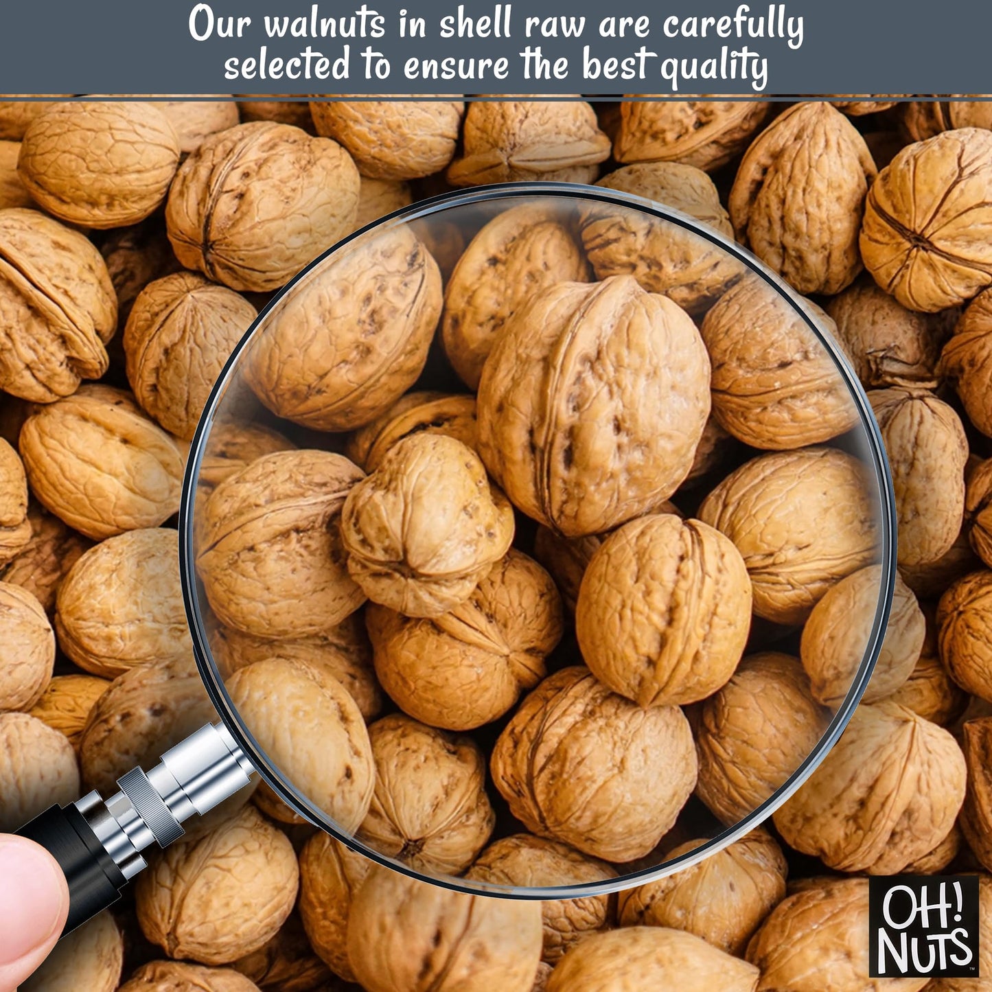 Walnuts in Shell | Raw - 100% Natural | 2 lb | Whole Walnuts for a Healthy Vegan Snack | Packed in New York Zip-Seal Bag for Exc