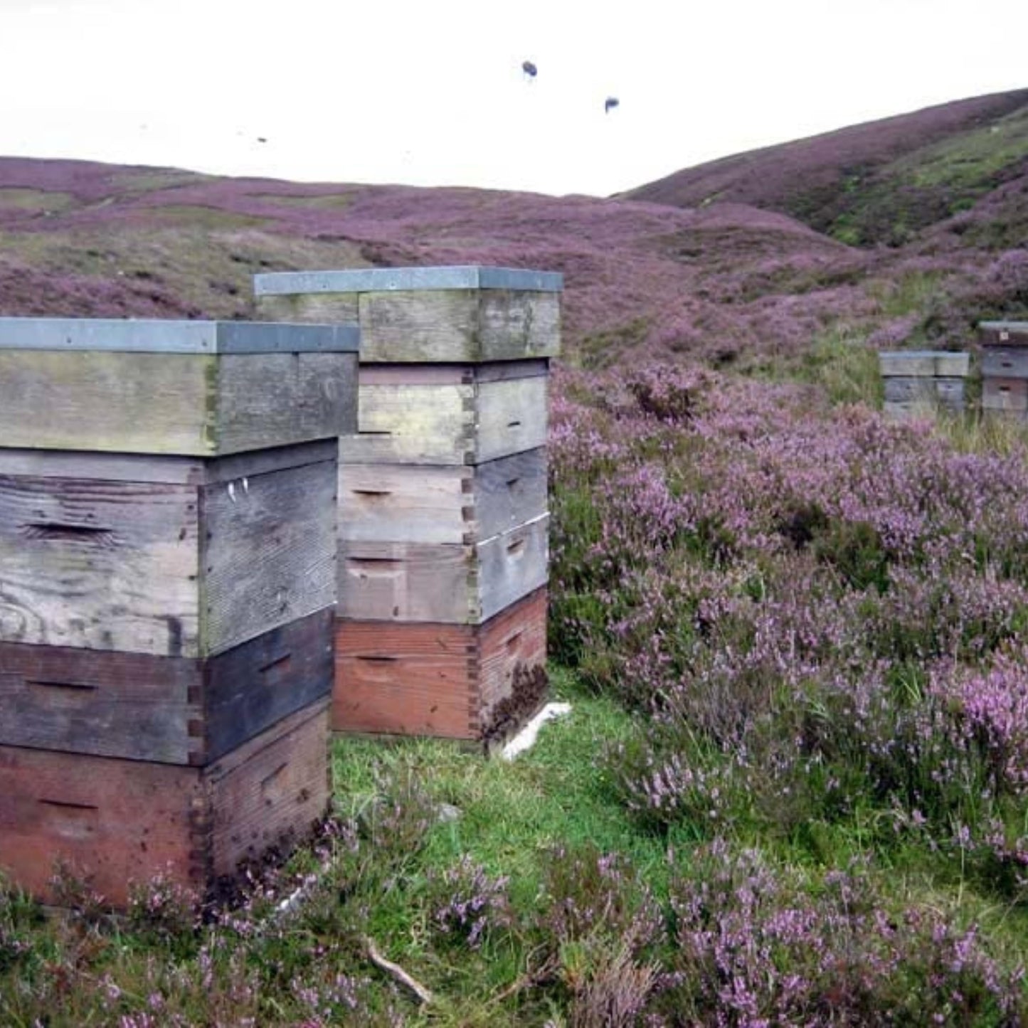 John Mellis Apiaries Scottish Honey, Scottish Heather Honey, 12 Ounce Jar