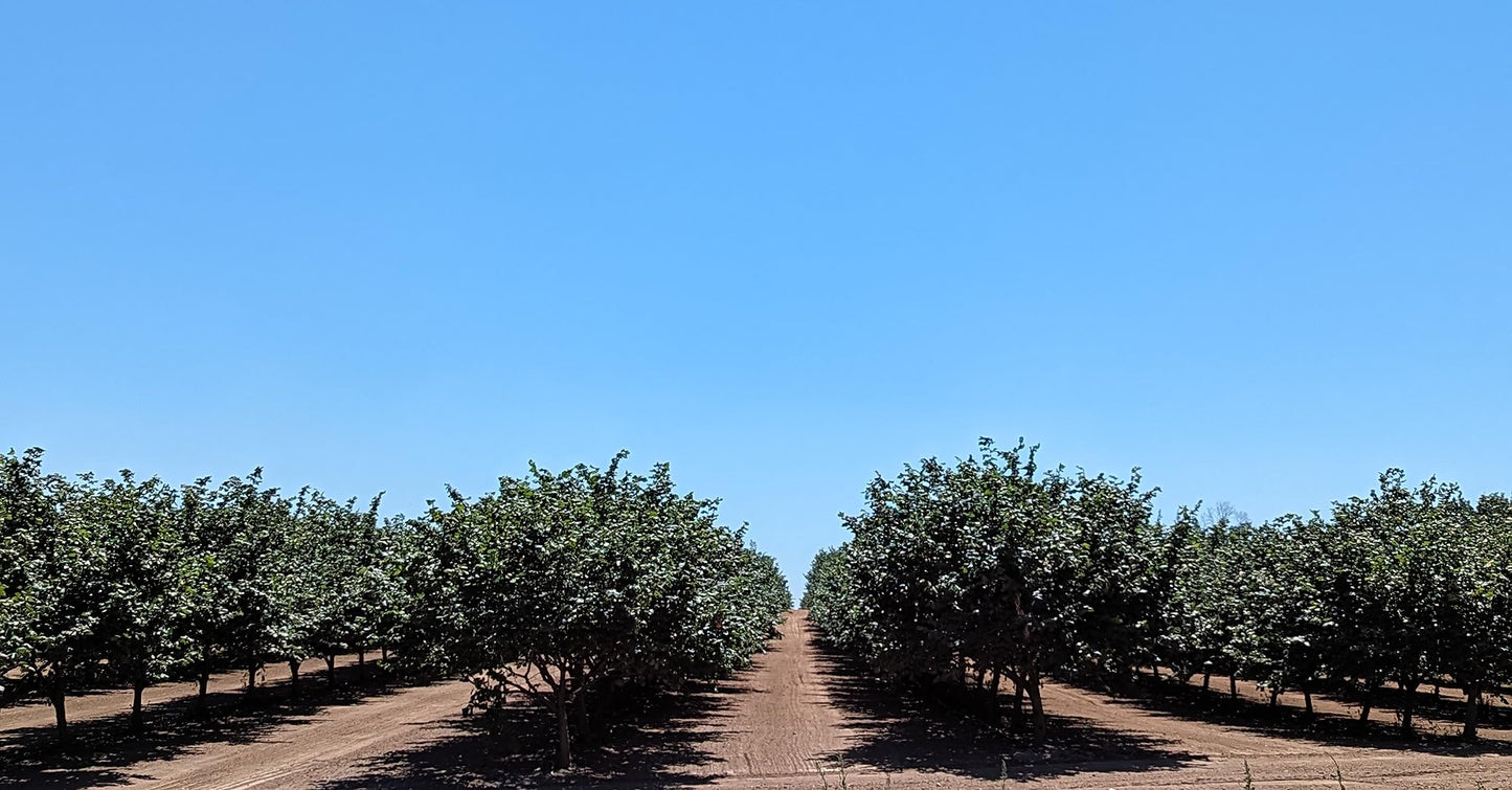 Hazelnuts In-Shell, From Our Family Orchard In Washington State (Roasted, 4 Pounds)
