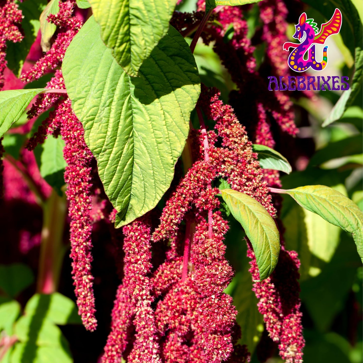 ALEBRIXES Honey Amaranth Grain 4 Oz | Premium Natural Honey-Infused Amaranth | Ready to Use, 100% Natural, Amaranto Enmielado