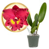 Better-Gro Cattleya Hybrid RLC. Shinfong Unique Tian Mu, 4'' Live Plant, Blooms in 6-12 Months with Proper Care, Deep Red Blooms