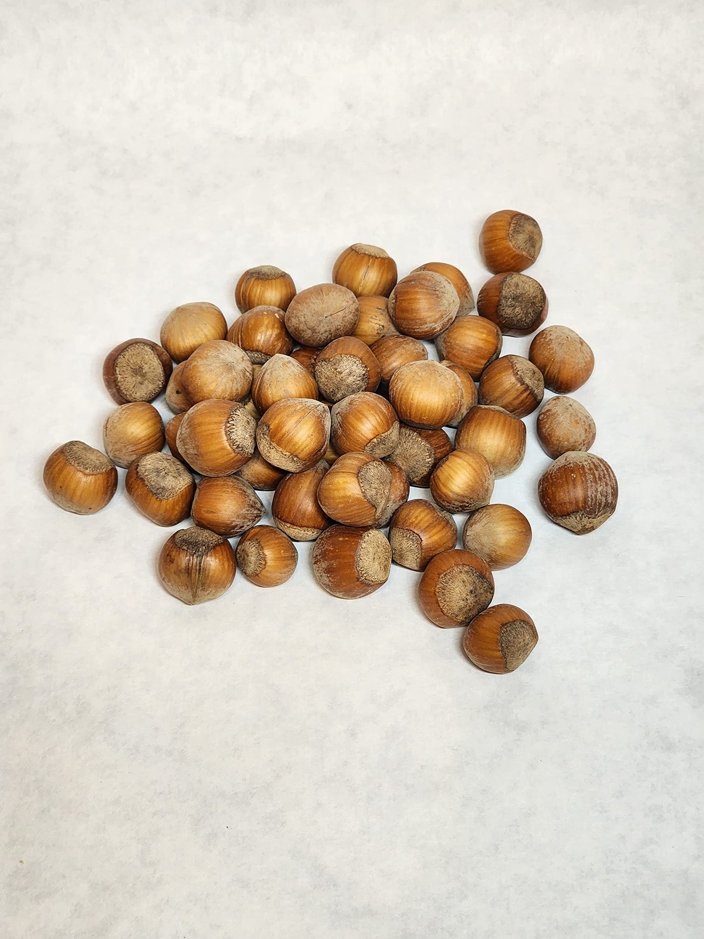 Generic Roasted Hazelnuts in Shell - 4 Lbs - Grown in Family Orchard, Washington State