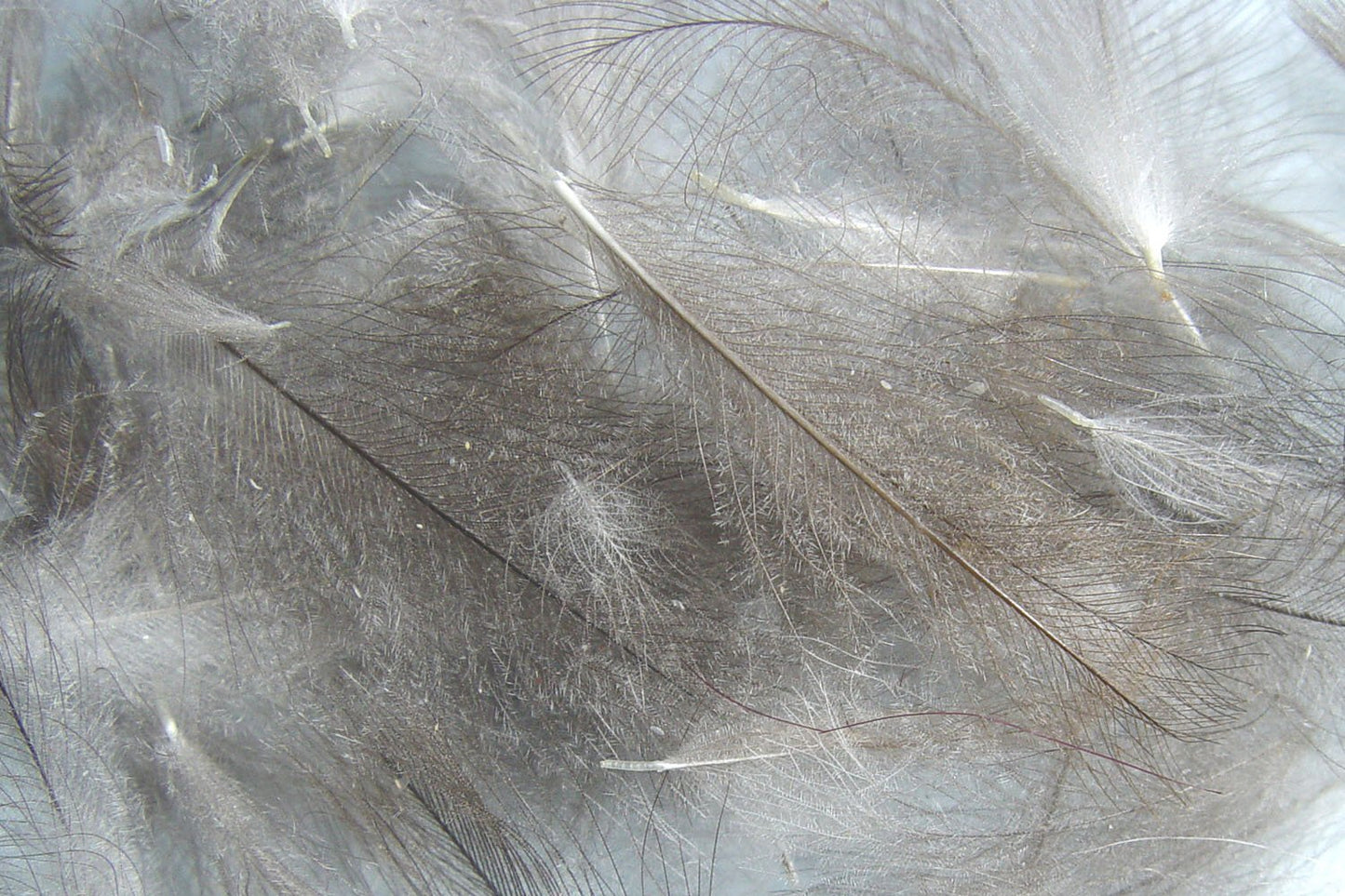 Hareline Cul De Canard Feathers, Natural Dun, Model: Cul De Canard