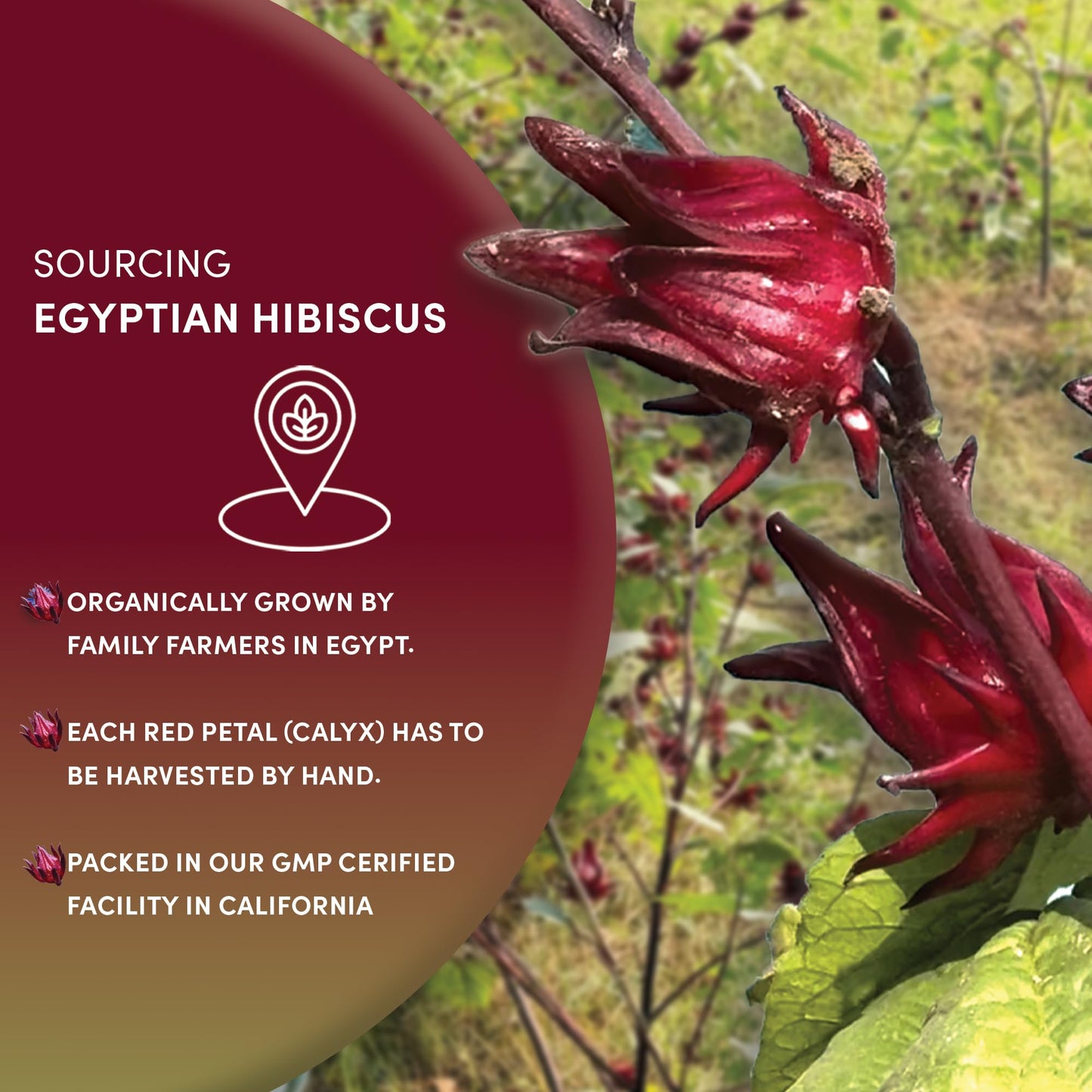Worldwide Botanicals Organic Hibiscus Tea, Loose Leaf, 8 oz, Cut and Sifted, 100% Egyptian Hibiscus sabdariffa