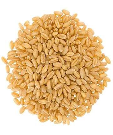 Certified Glyphosate Residue Free Soft White Wheat Berries | 36 Lbs | Family Farmed In Washington State | 100% Desiccant Free |