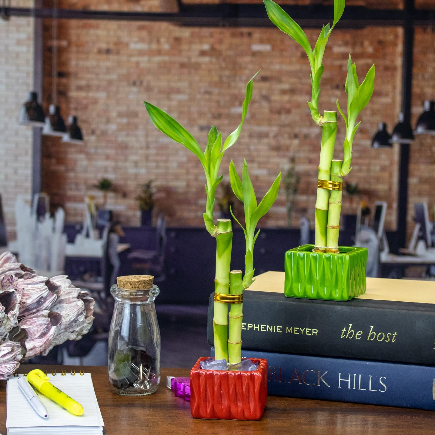 Set Of 3 Live Lucky Bamboo 2 Stalk Arrangements In Red Square Ceramic Planters - Set Of Three 6 Inch Lucky Bamboo Indoor Potted