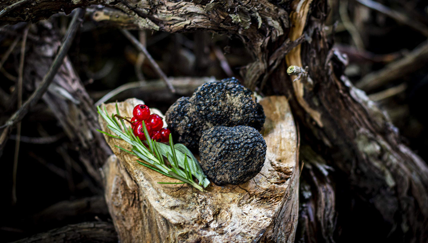 EXTREMELY FRESH BLACK TRUFFLE t. aestivum FROM THE FOREST OF ALBA, ITALY, NO INVOLVEMENT OF THIRD PARTIES, UP TO 80% MORE OF LIF