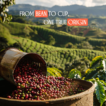 Peru Highlands Whole Coffee Beans, Light Roast Coffee Beans With Bright Citrus, Pear, And Honey Floral Finish, Single Origin 35.