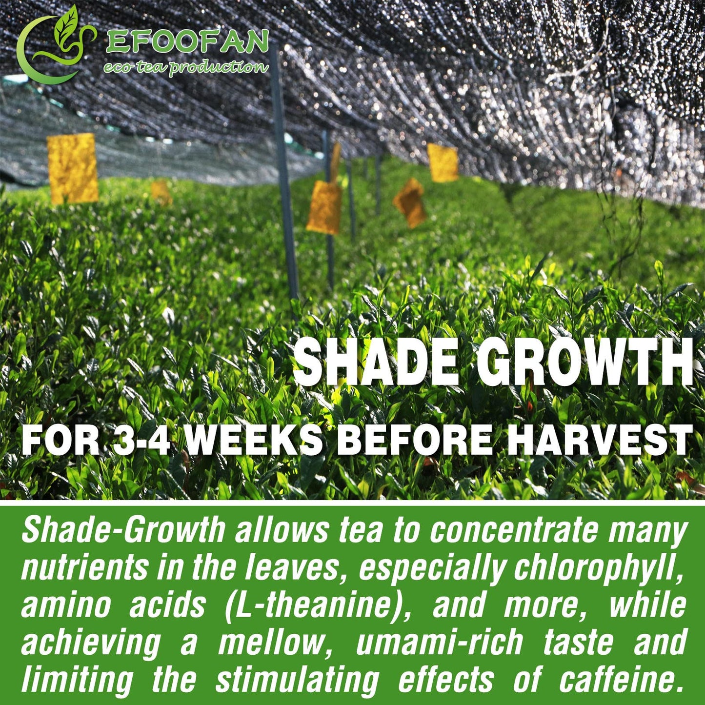 Efoofan Organic Matcha Green Tea Powder, Premium Culinary Grade (4Oz), Japanese Tencha Flavor, First Harvest, Te Marcha Organico