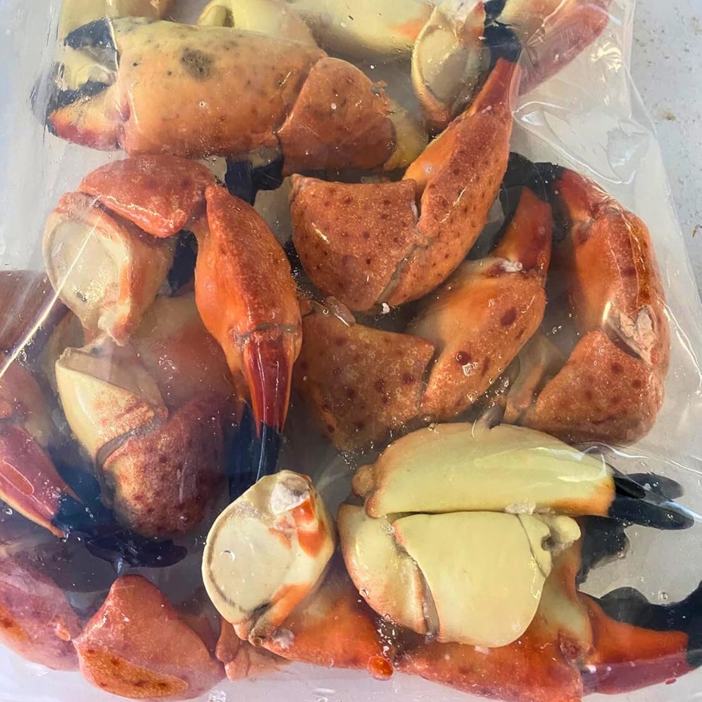 Florida Stone Crabs Claws-Medium 5-8 Claws Per Lb. Fresh Never Frozen wild Caught (10lbs)