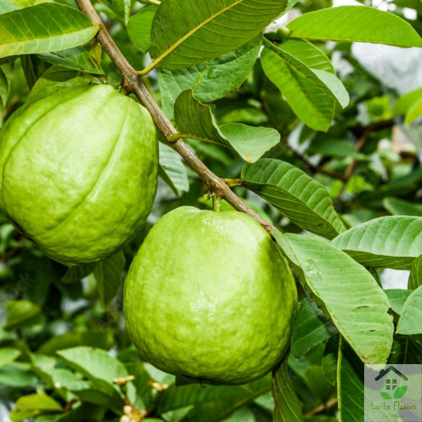 Lanka Flavors Feel Different Dried Guava Leaves Herbal Tea, Organic, 1 Oz (28g) - Natural Whole Leaf from Ceylon