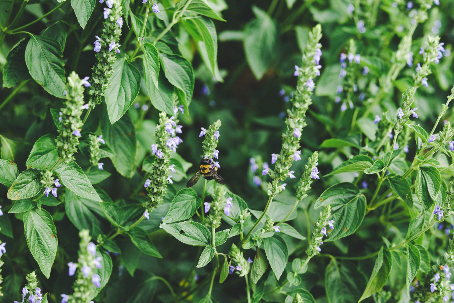 Heartland Chia, Usa Grown Whole Raw Black Chia Seeds, 12 Oz | Sustainable, Non-Gmo, Farm-Direct