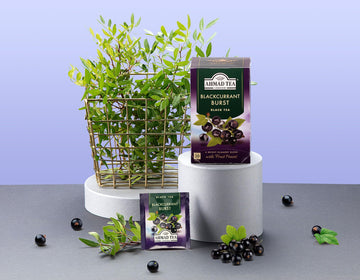 Ahmad Tea Black Tea, Blackcurrant Burst Teabags, 20 Ct (Pack Of 6) - Caffeinated & Sugar-Free