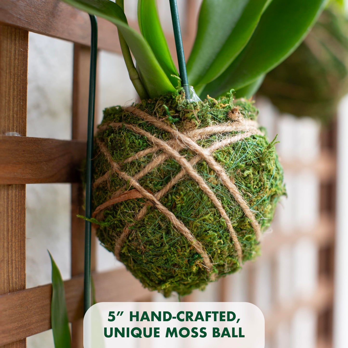 Better-Gro 19    Hanging Kokedama With Phalaenopsis Orchid - Indoor/Outdoor Planter- Pink