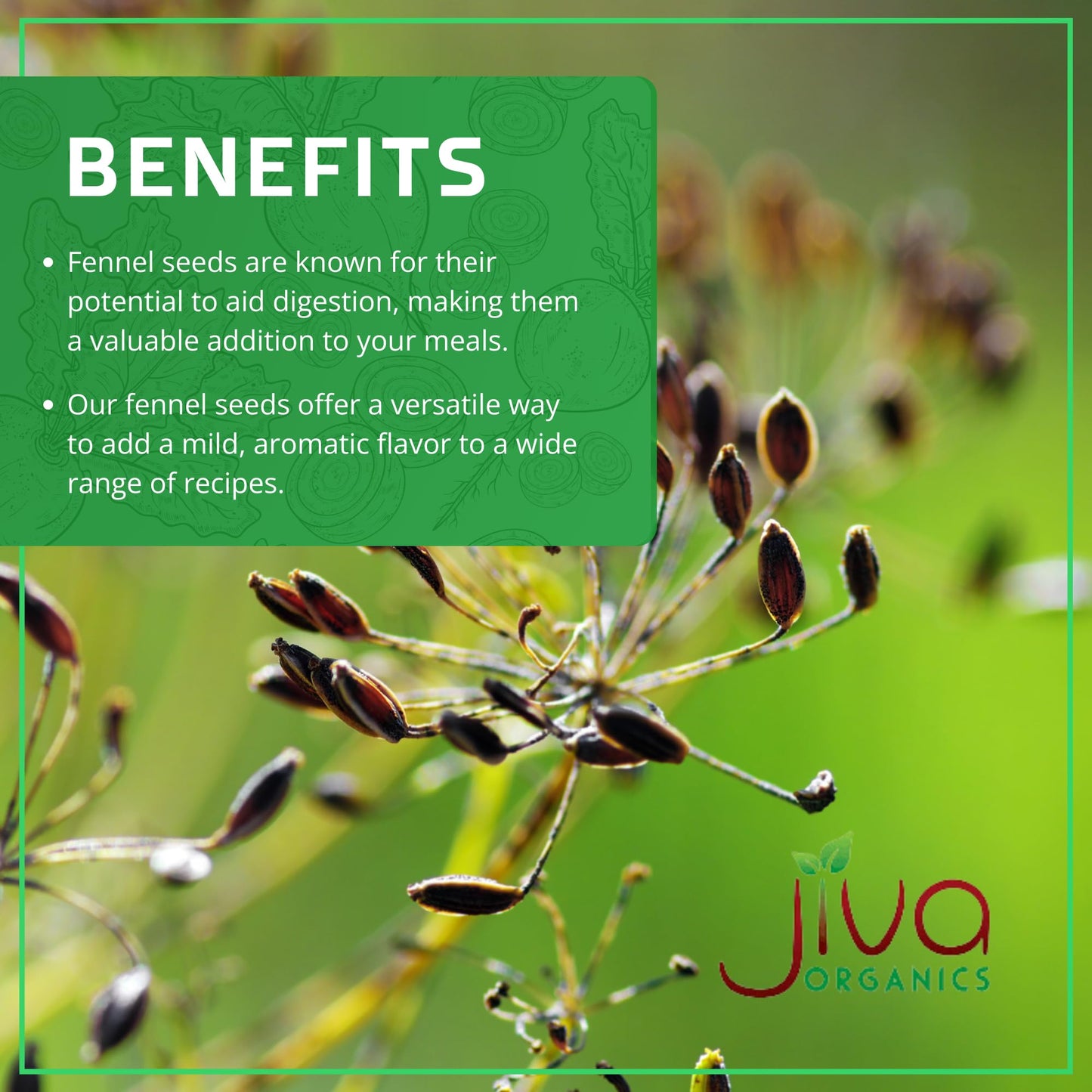 Jiva Organic Fennel Seed 1.75 LB HUGE Bulk Bag, Bulk Whole Fennel Seeds for Fennel Tea and Cooking - Non Irradiated, Non-GMO