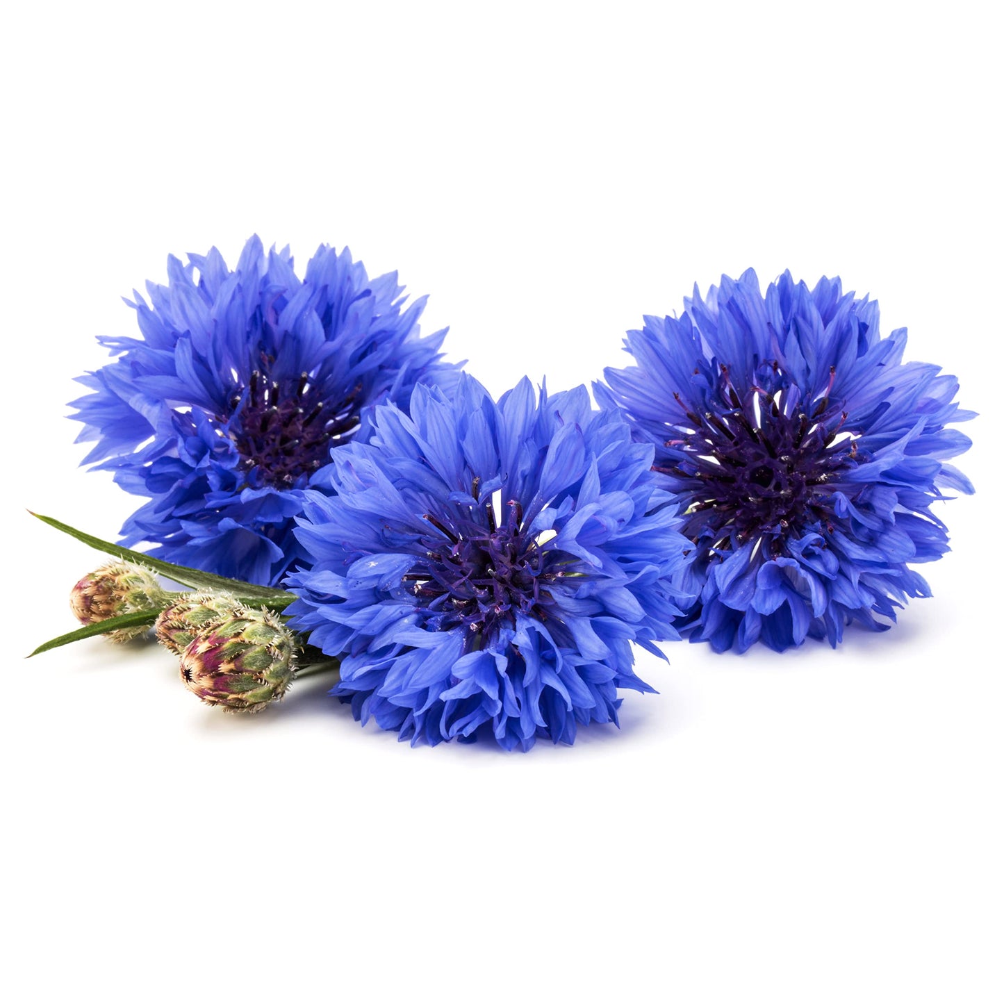 Pure Blue Cornflower Petals - 100% Natural Centaurea Cyanus - Dried, Grown In Germany Herbal Cornflower Flowers For Cupcakes, La