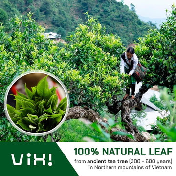 Vixi Green Oolong Tea Loose Leaf, 16.00 Oz, Vietnam'S Mountain Tea, Caffeinated, Dried Whole Full Large Leaves, 100% Natural Fro