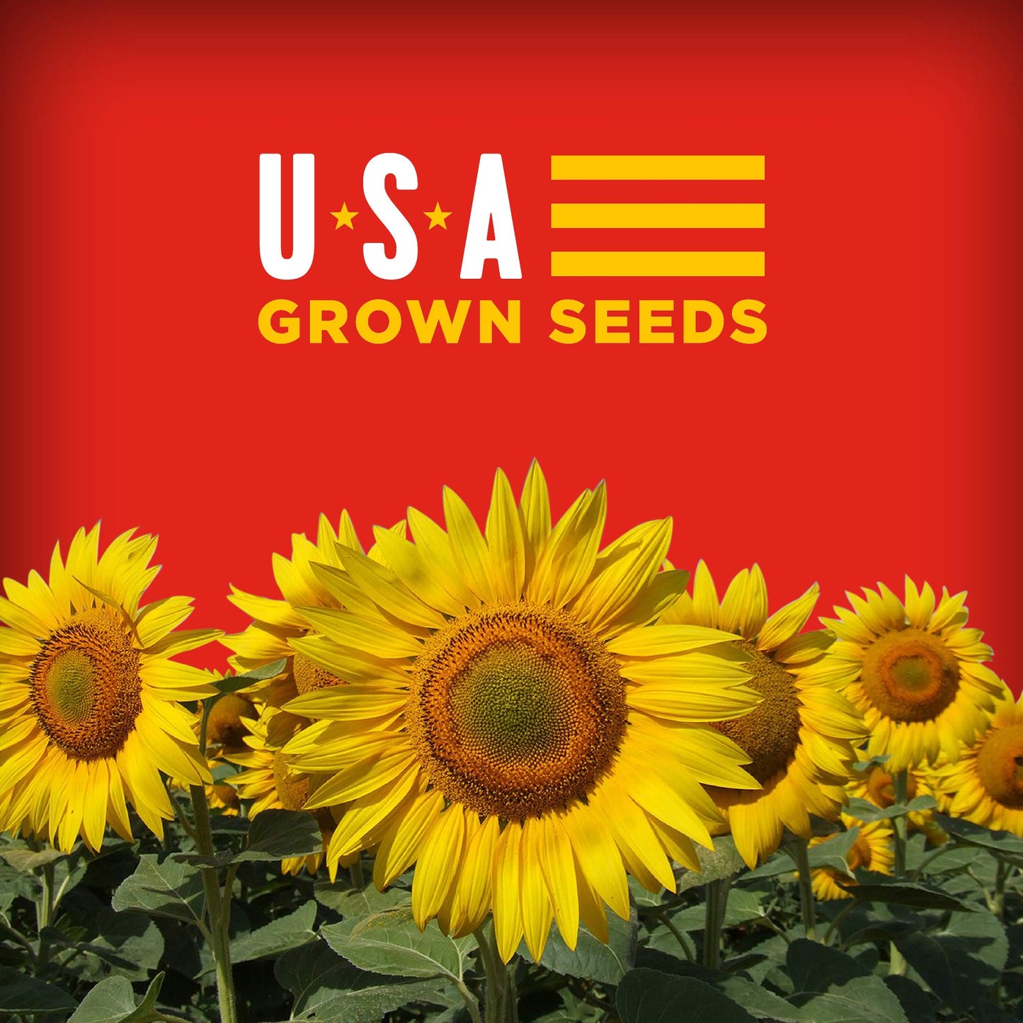 Bigs Cheeseburger Sunflower Seeds, Keto Friendly Snack, Low Carb Lifestyle, 5.35 Oz. (Pack Of 12)