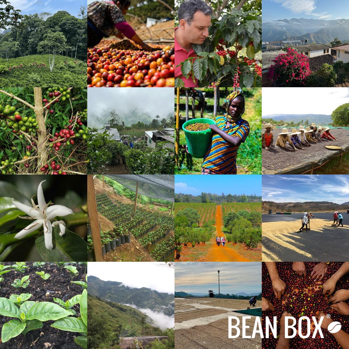 Sumatra Bebagi Kepada - Roasted By Goshen Coffee Roasters - Whole Bean Coffee - 12 Ounce Bag