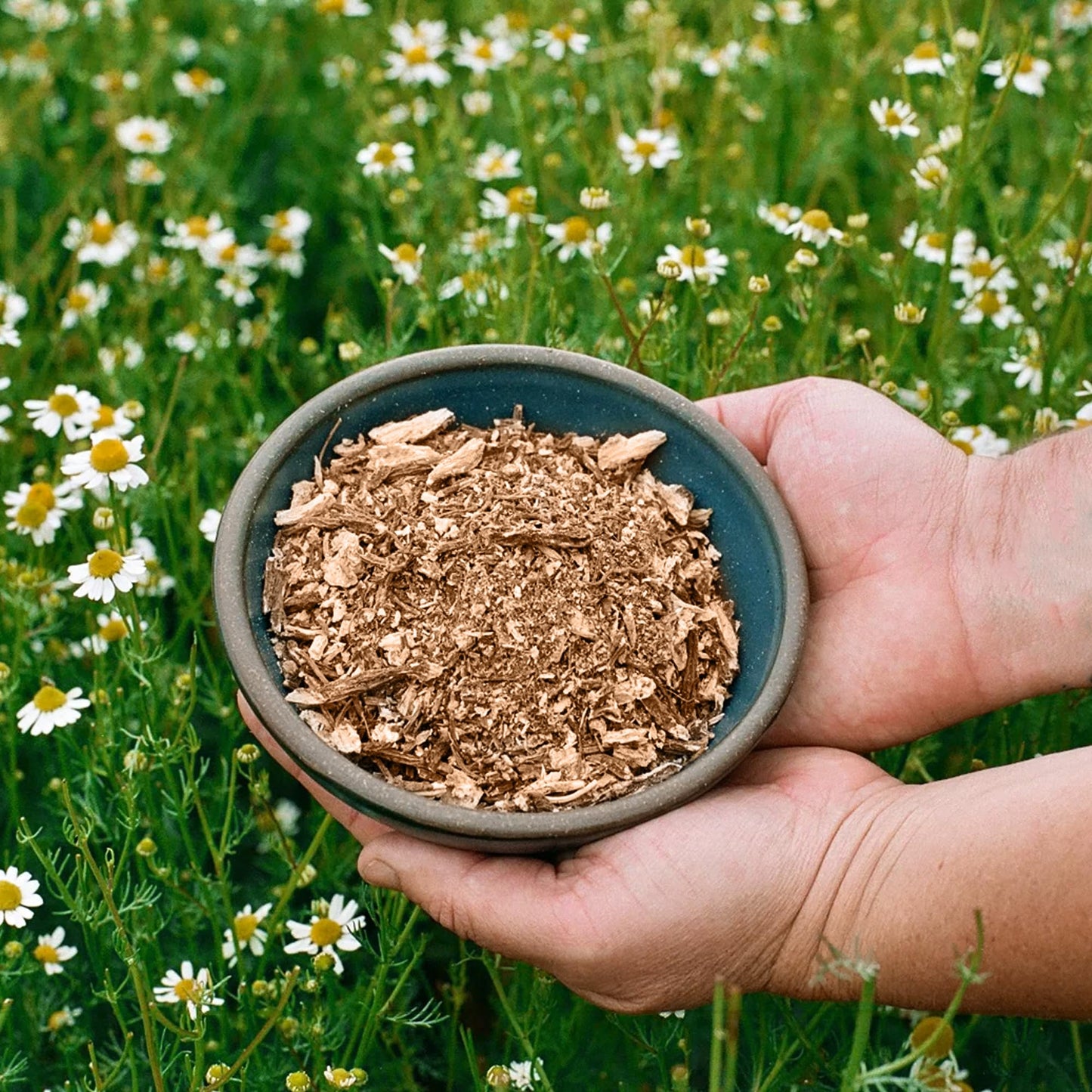 Jovvily Angelica Root - 4 oz - Cut & Sifted - Herbal Tea