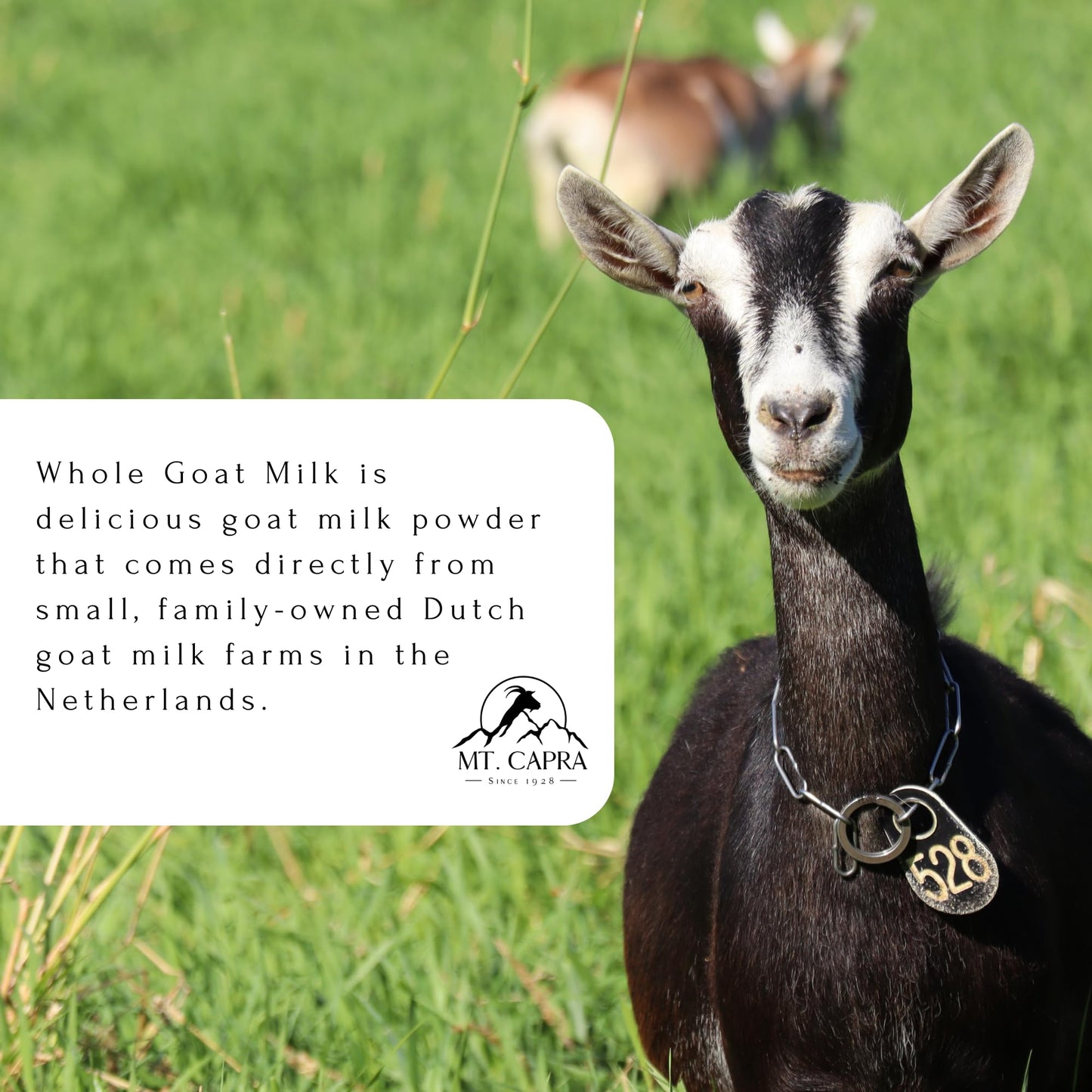 Mt. Capra Whole Goat Milk Powder, Non-GMO, A2, Easy to Digest, 40 Ounce