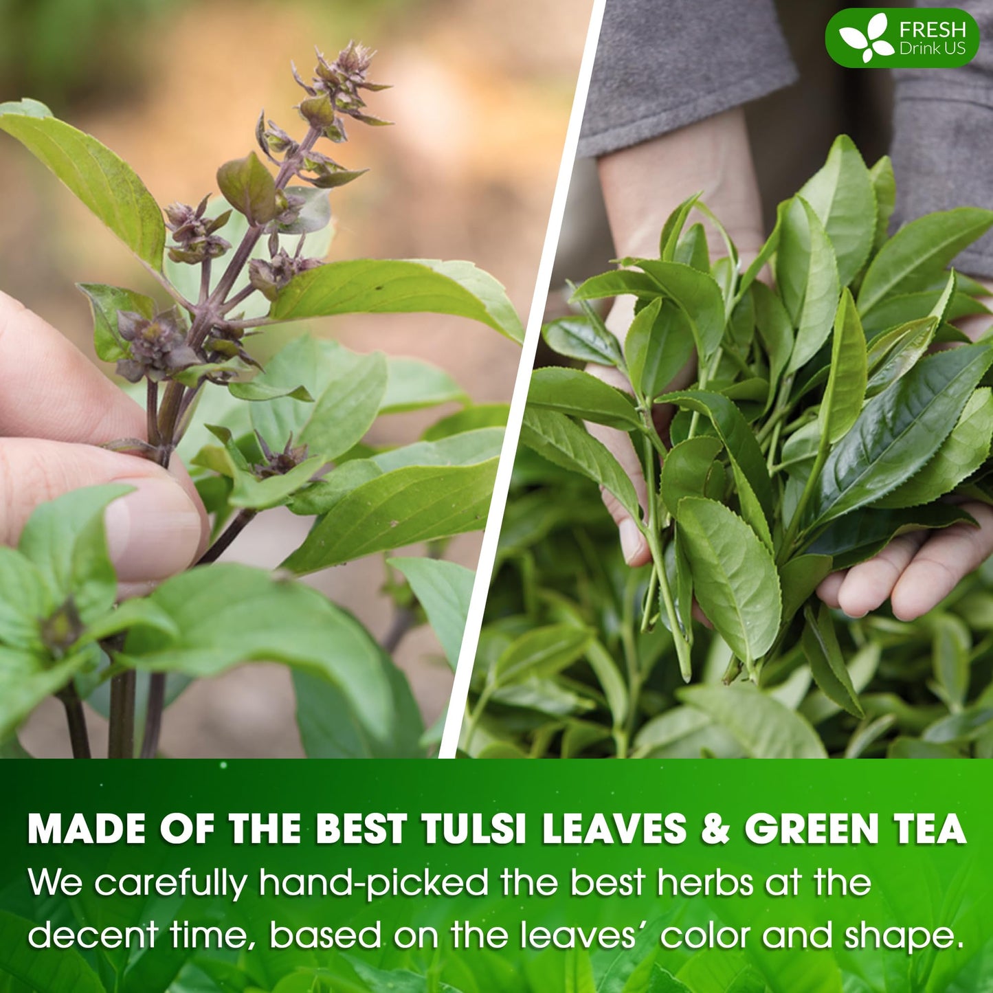 FRESHDRINKUS Tulsi Green Tea Bags, 100% Natural, Vegan, 75 Tea Bags