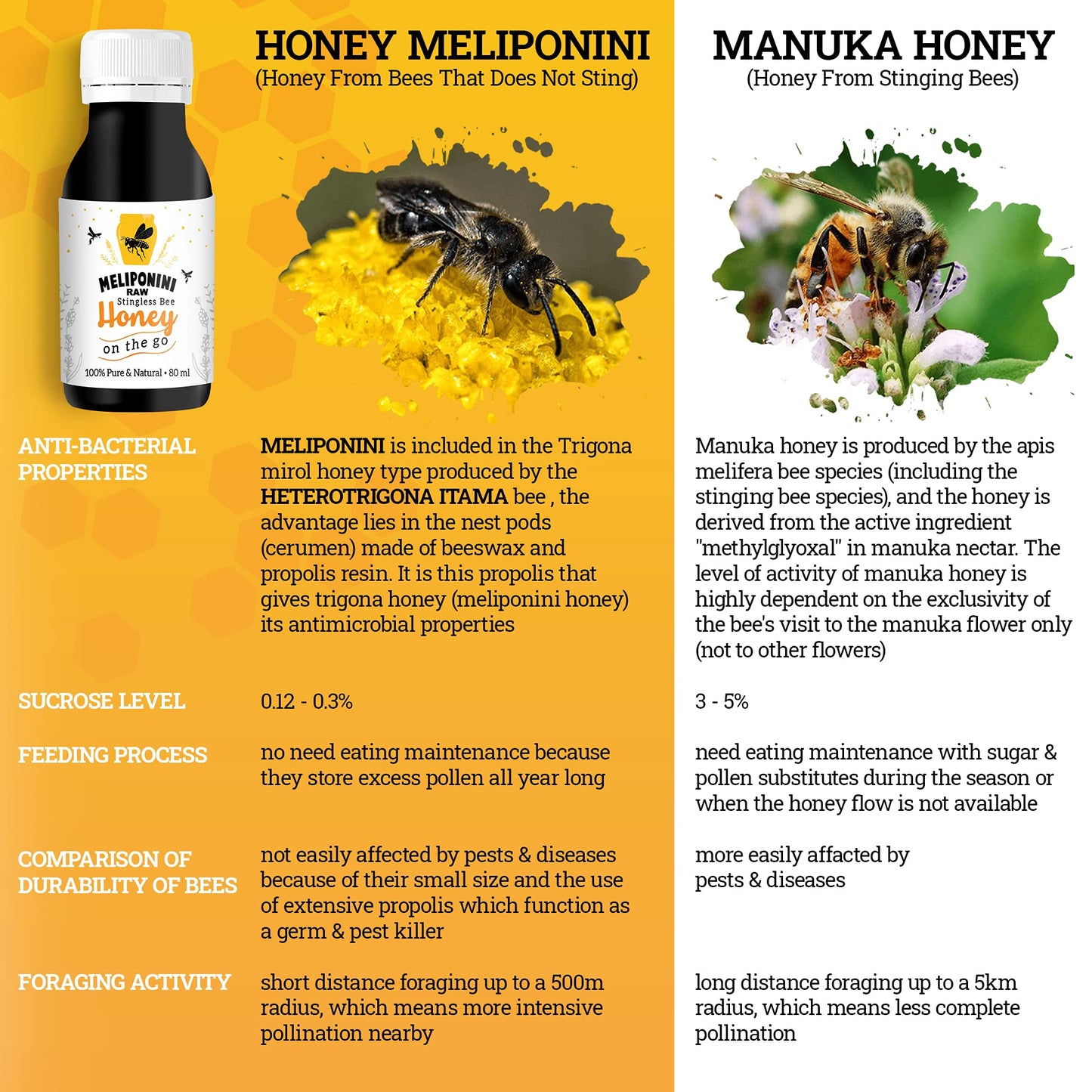 Meliponini - Stingless Bee Honey, Antioxidant-Rich Raw, A Powerful Alternative to Manuka, Tasty Sweet and Sour Pure with Many He