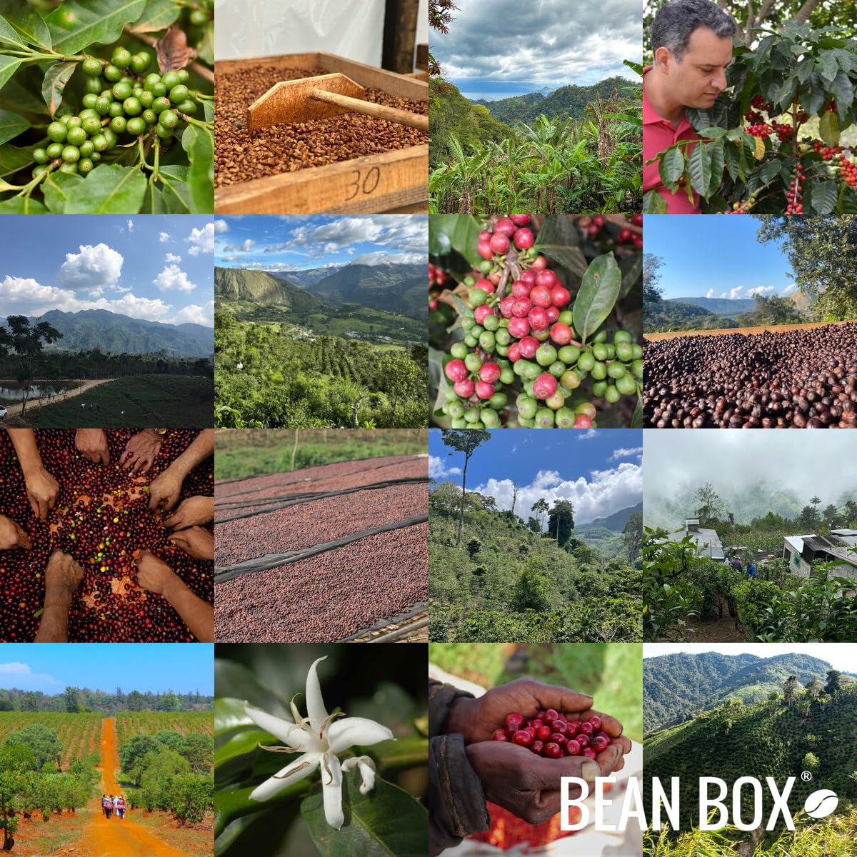 Bean Box Tired Eye Decaf Whole Bean Coffee - 12 Ounce Bag