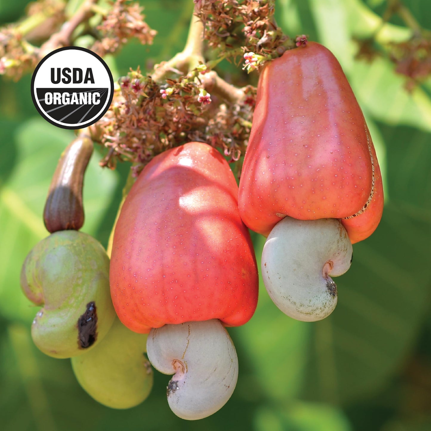 Wilderness Poets, Organic Cashew Pieces - Raw, Unsalted (20 Pound - 320 Ounce)