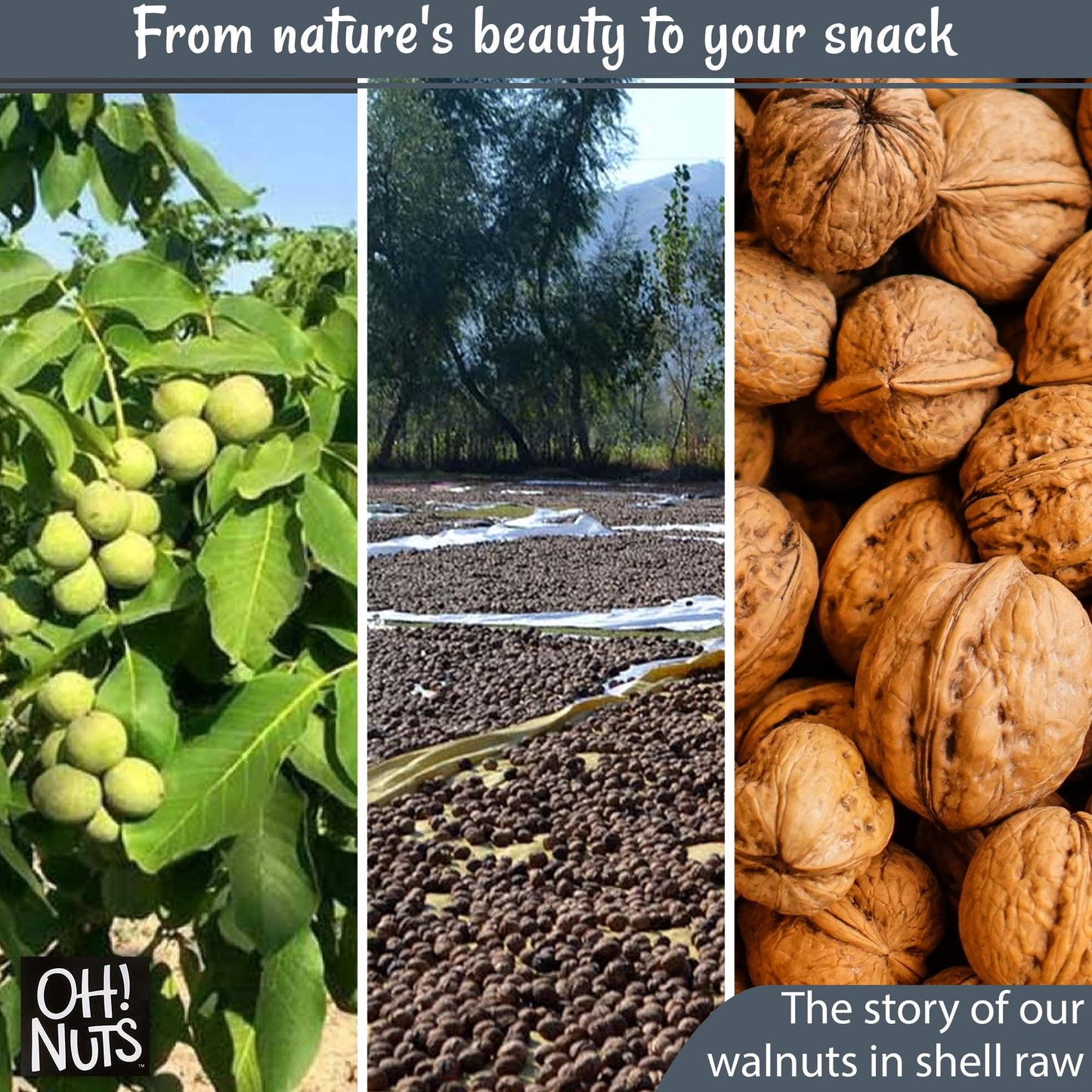Walnuts in Shell | Raw - 100% Natural | 2 lb | Whole Walnuts for a Healthy Vegan Snack | Packed in New York Zip-Seal Bag for Exc