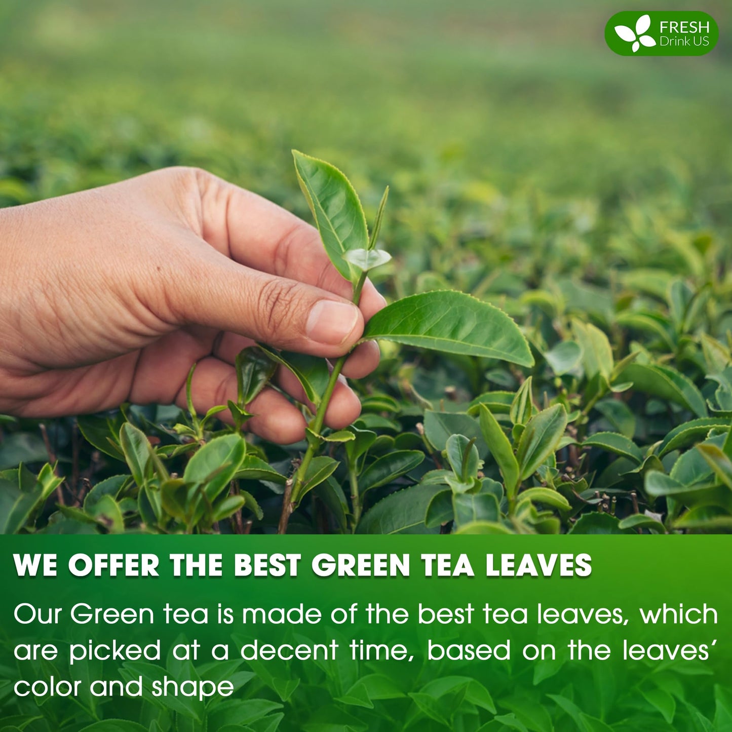 FRESHDRINKUS Green Tea Bags, 100% Natural & Pure Herbal Tea, 175 Count