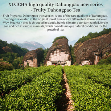 Xixicha Fruity Da Hong Pao Tea Dahongpao Oolong Tea 4.23Oz/120G China Wuyi Mountain Oolong Tea Big Red Robe Tea Oolong Tea Loose