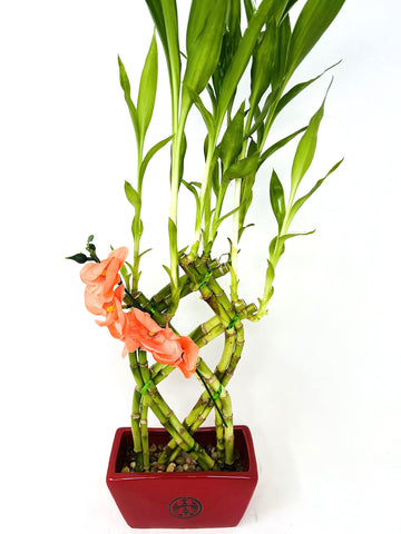 Fence 8 Braided Style Lucky Bamboo Plant Arrangement With Red Vase