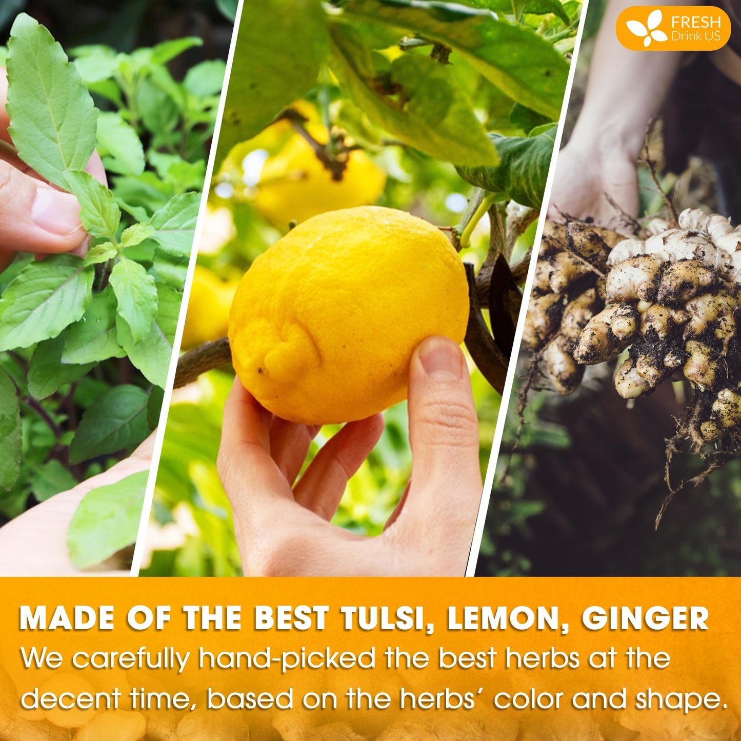 FRESHDRINKUS Tulsi Lemon Ginger Tea Bags, 100% Natural, 55 Count, Vegan, No Sugar, No Caffeine