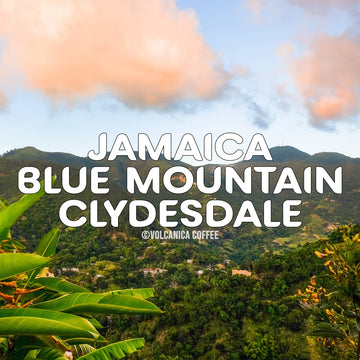 Jamaican Blue Mountain Coffee, 100% Pure, Whole Bean, Fresh Roasted, 5 Lbs