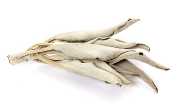 Juniper Ridge | White Sage Loose Leaves | Salvia Apiana Clusters | Dry Burning White Sage | Lb Bag