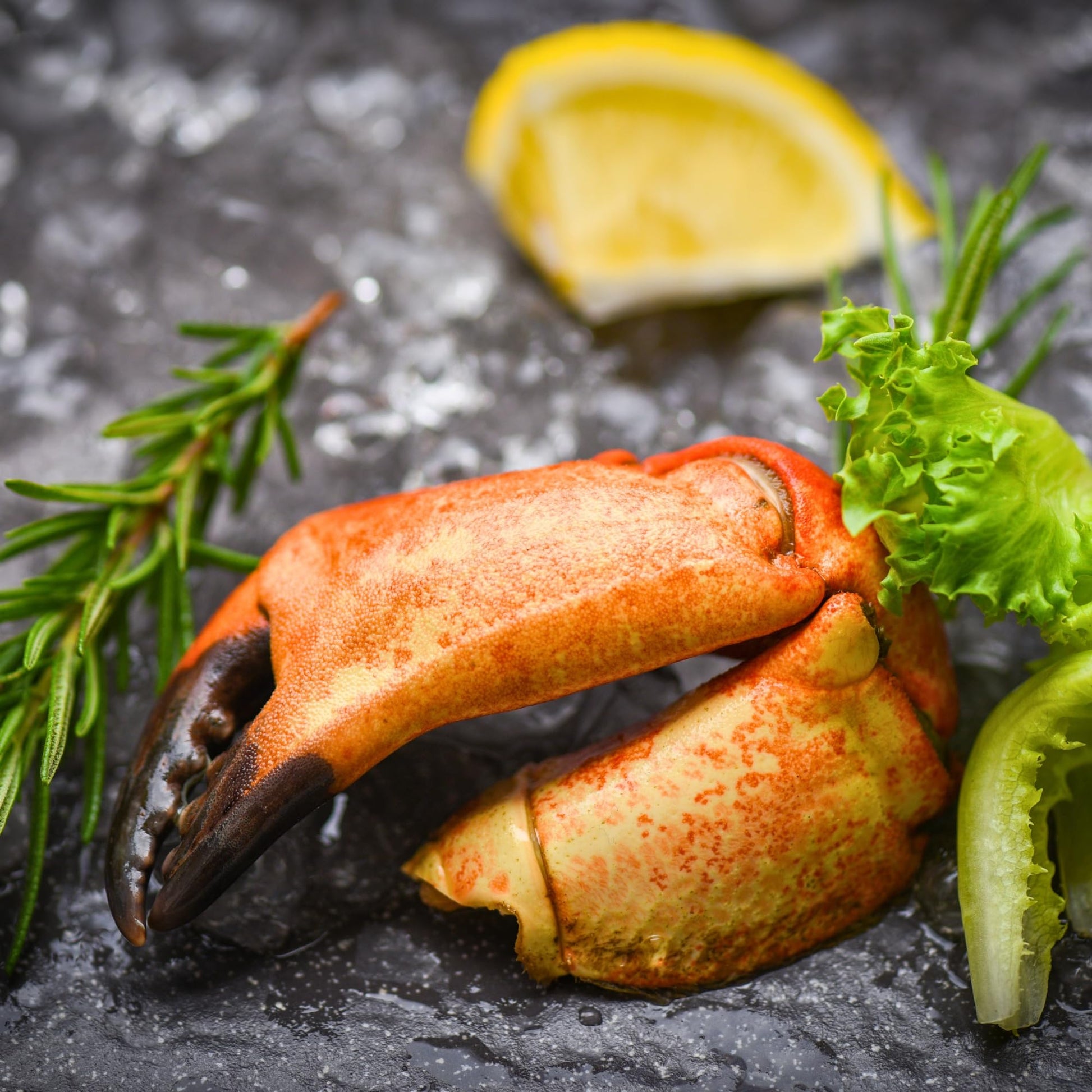 Florida Stone Crabs Claws-Medium 5-8 Claws Per Lb. Fresh Never Frozen wild Caught (10lbs)