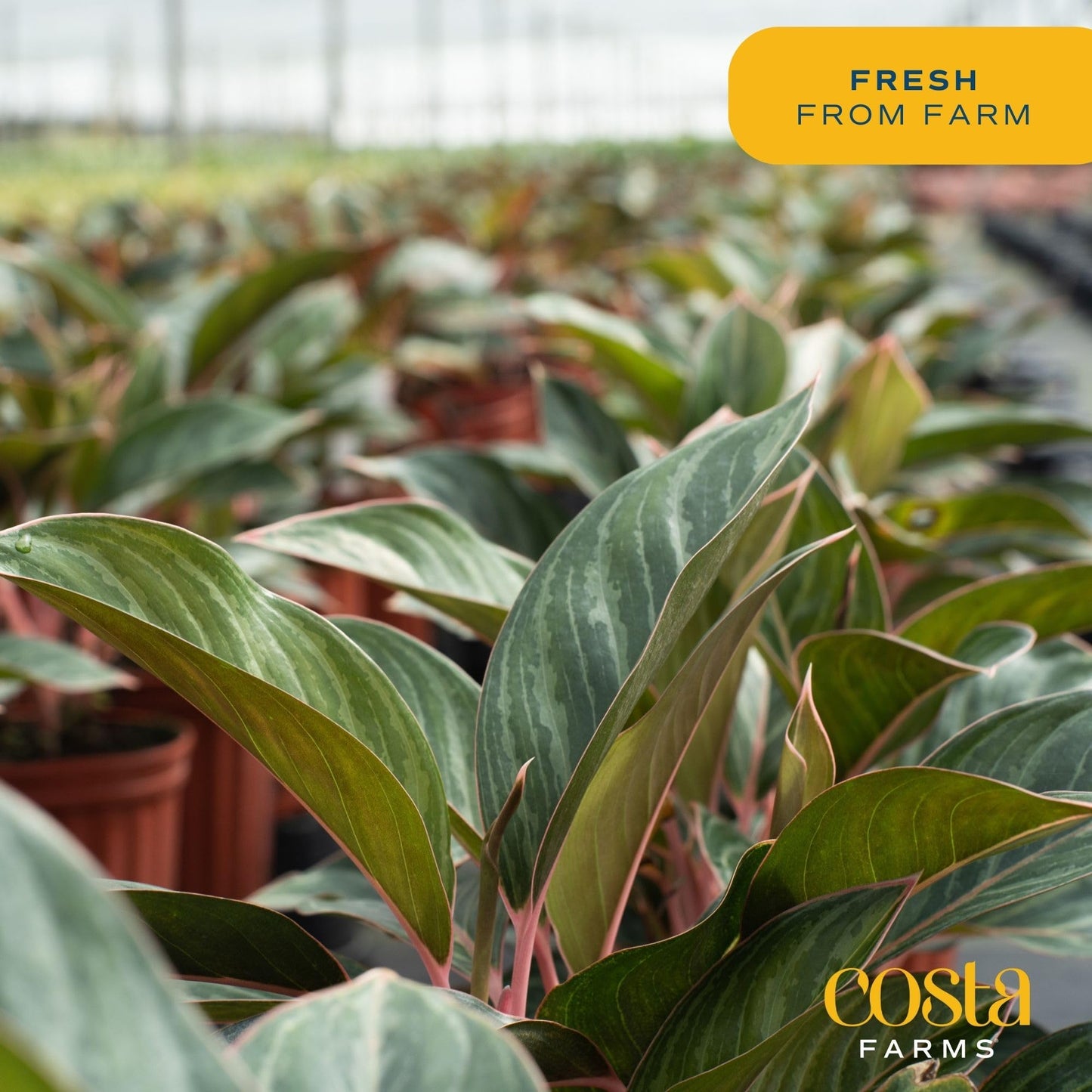 Costa Farms Chinese Evergreen Live Plant, Aglaonema, Easy Care Low Light Houseplant in Nursery Pot, Potted in Potting Soil Mix,
