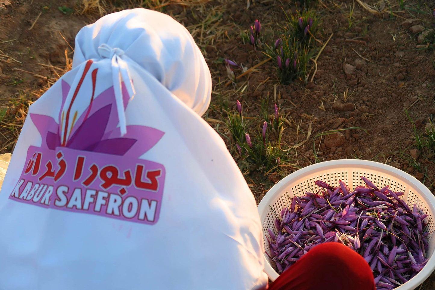 5 Grams Kabura Saffron, Authentic Saffron Threads, Premium All-Red Saffron, Grade A+ Best Color, Spice For Tea, Rice, Milk, Soup