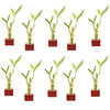 Set of Ten Live Lucky Bamboo 2 Stalk Arrangements in Red Square Ceramic Planters - Inch Lucky Bamboo Indoor Potted House Plants