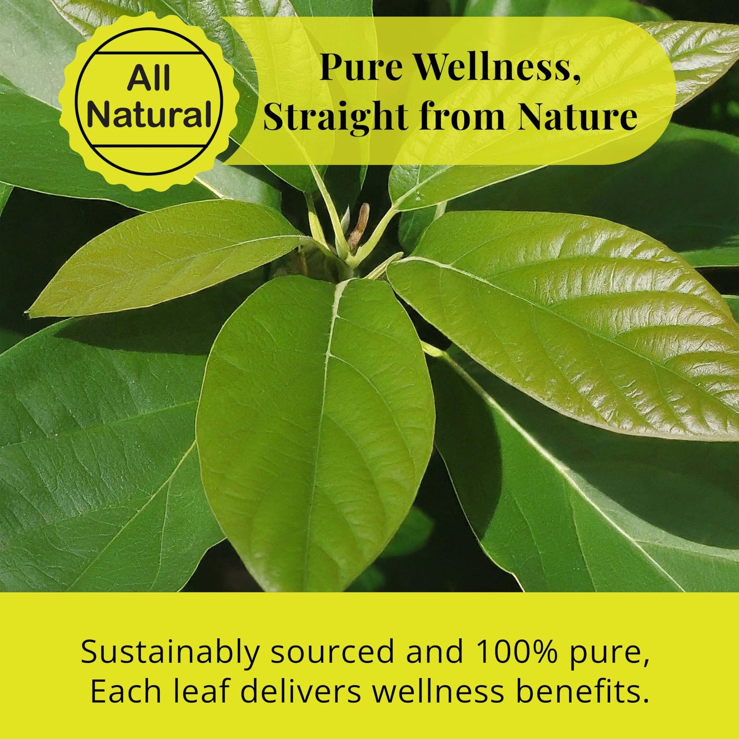 Akshit Organic Dried Avocado Leaves, 2.6oz (75g), Caffeine Free, Perfect for Tea and Cooking