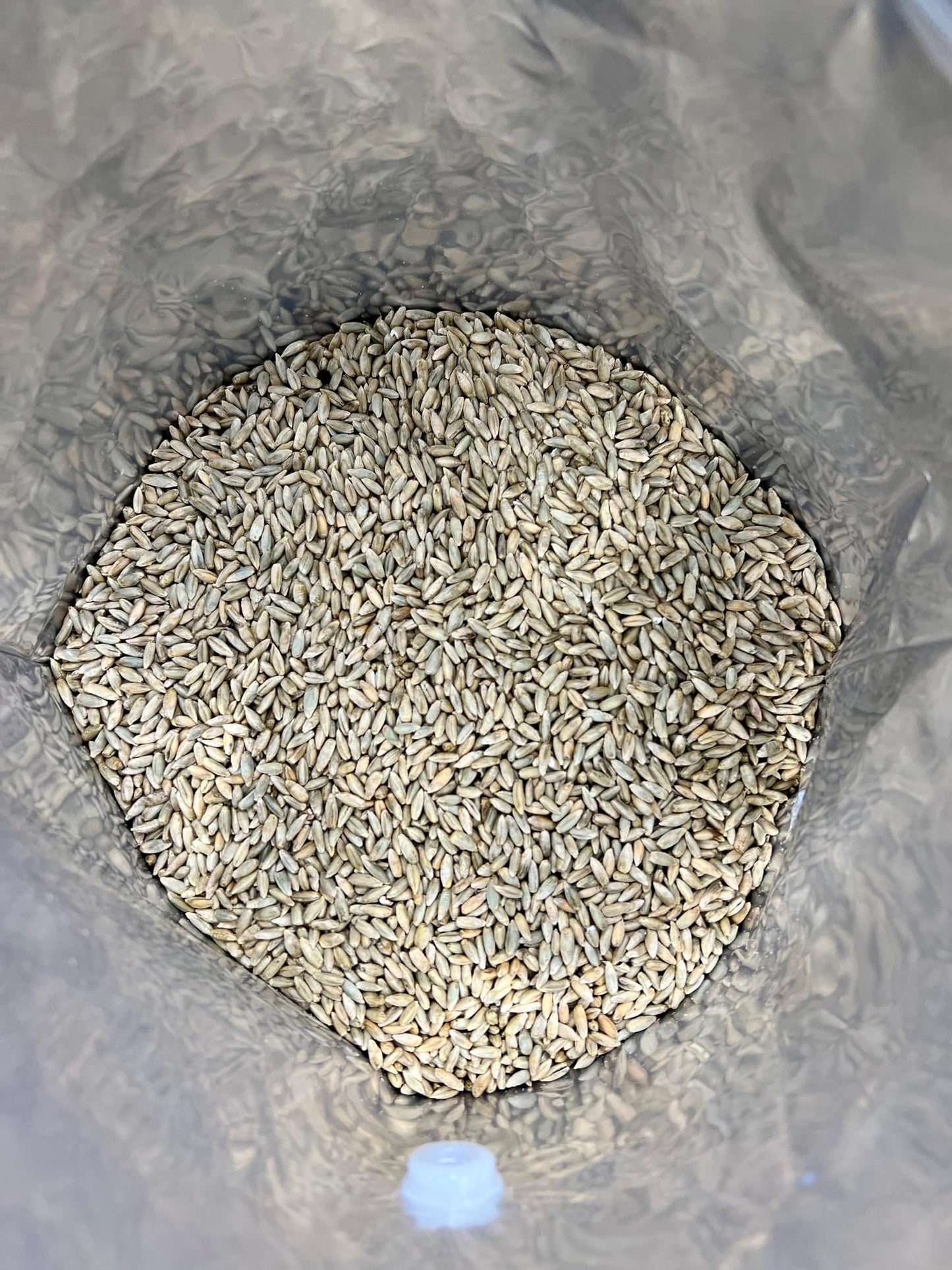 Rye Berries For Mushroom Spawn - Organic, Triple Washed Rye Grain To Make Mushroom Grainspawn By Mycology Basics - 5 Lbs