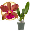 Better-Gro Cattleya Hybrid RLC. Akiko Sato 'Volcano Queen', 4'' Live Plant, Blooms in 6-12 Months with Care, Cinnamon Colored Bl