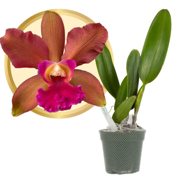 Better-Gro Cattleya Hybrid RLC. Akiko Sato 'Volcano Queen', 4'' Live Plant, Blooms in 6-12 Months with Care, Cinnamon Colored Bl