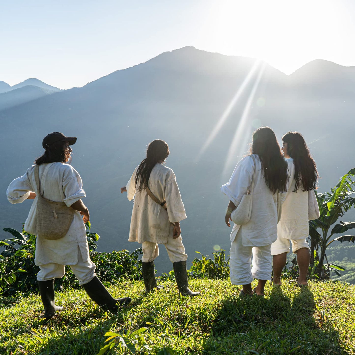 The Younger Brothers Wild Colombian Coffee, Kogi Indigenous 'Wild Organic' Whole Bean Coffee From Sierra Nevada De Santa Marta,