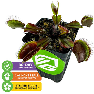 Akai Ryu Venus Fly Trap (Red Dragon) Live Plant - Dionaea Muscipula By Wellspring Gardens - Unique Plant - Red Trap Plant - Red