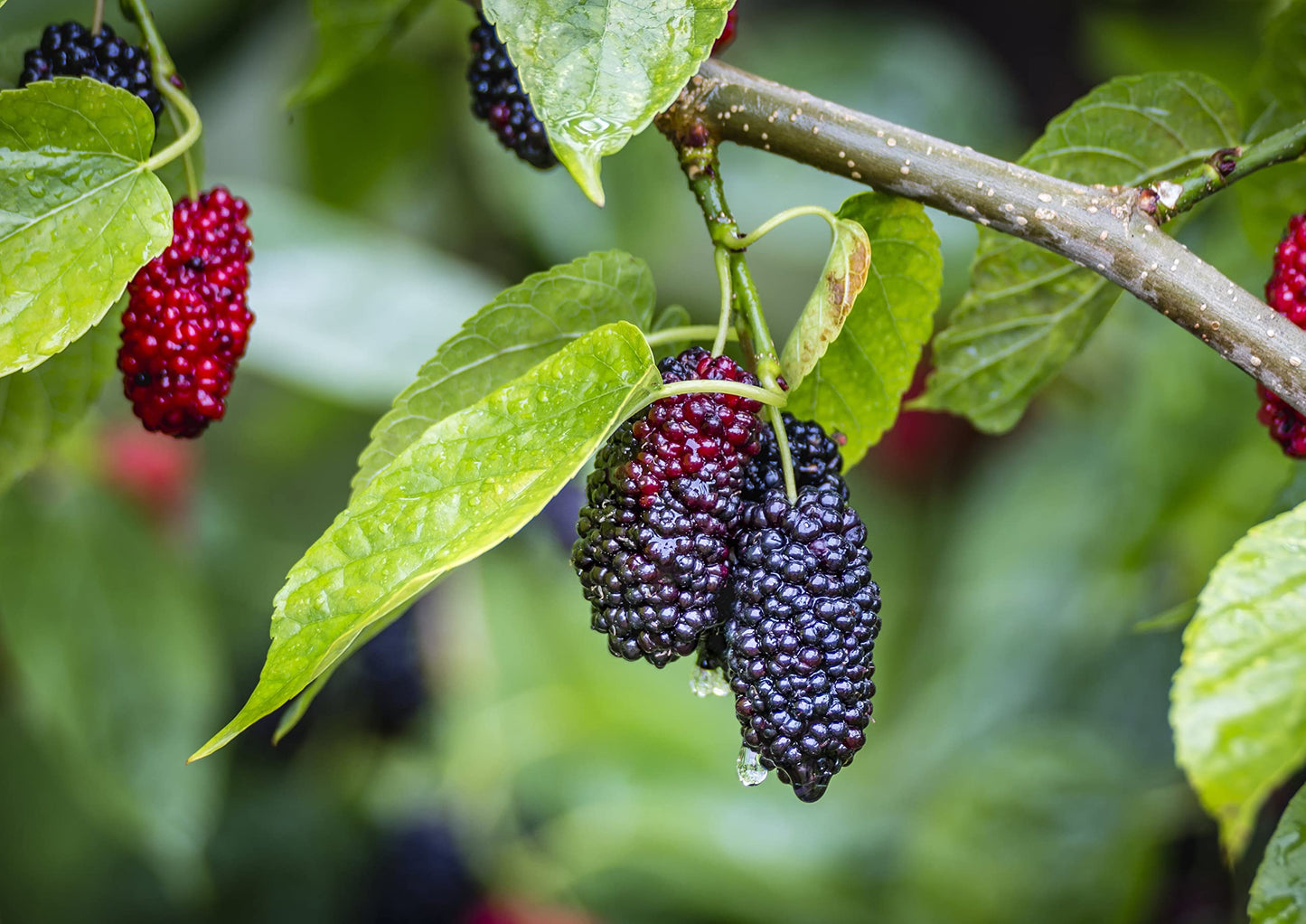 Food to Live Organic Dried Black Mulberries, 6 Pounds - Non-GMO, Raw Fruit, Unsulfured, Unsweetened, Vegan, Mulberry in Bulk. Gr
