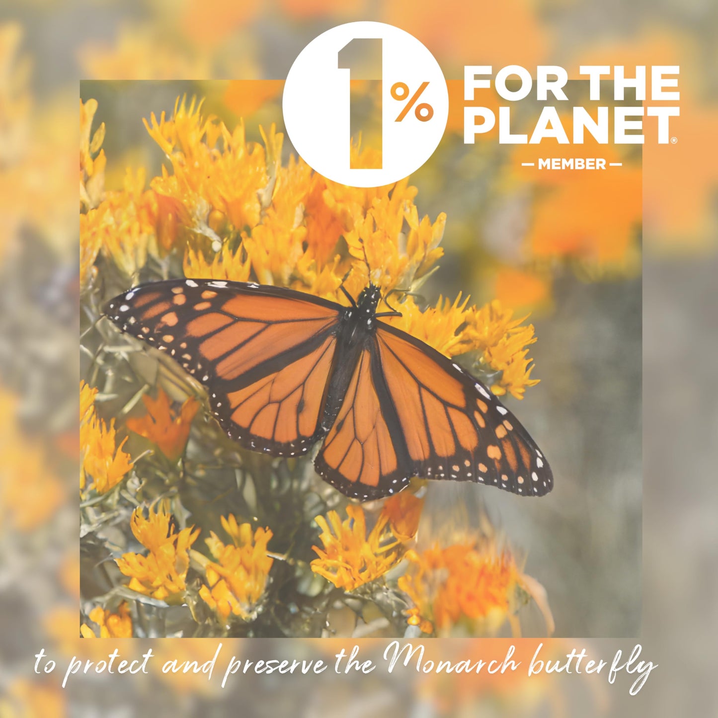 Cinnamon Cookies, 6 Ounce (Pack Of 3), Mexican Shortbread Cookies Lightly Dusted With Cinnamon And Sugar By La Monarca Bakery